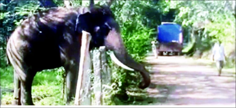 ಕಾಡಾನೆಗಳನ್ನು ಹಿಮ್ಮೆಟ್ಟಿಸಲು ಅಭಿಮನ್ಯು ತಂಡ