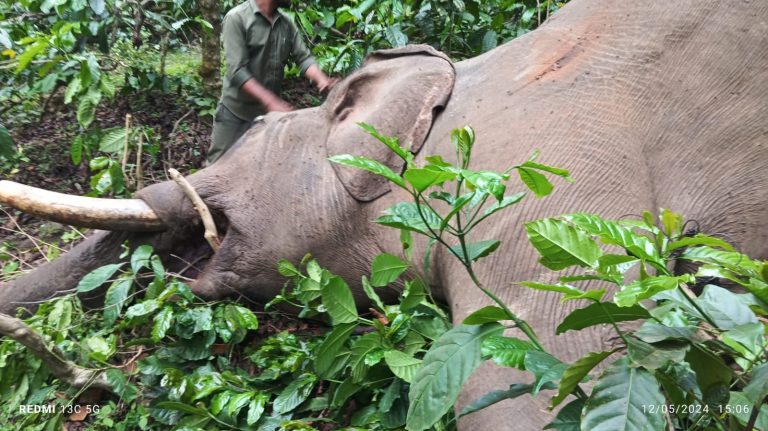 ಕಾಫಿ ತೋಟದಲ್ಲಿ ಒಂಟಿ ಸಲಗ ಸಾವು