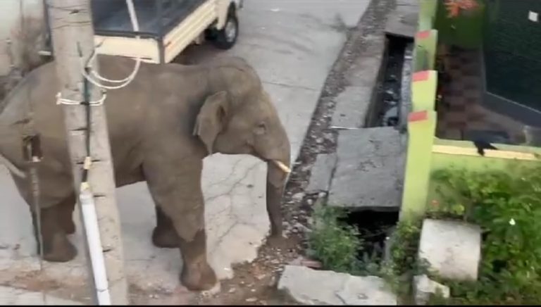 ನಗರದಲ್ಲಿ ಕಾಡಾನೆ