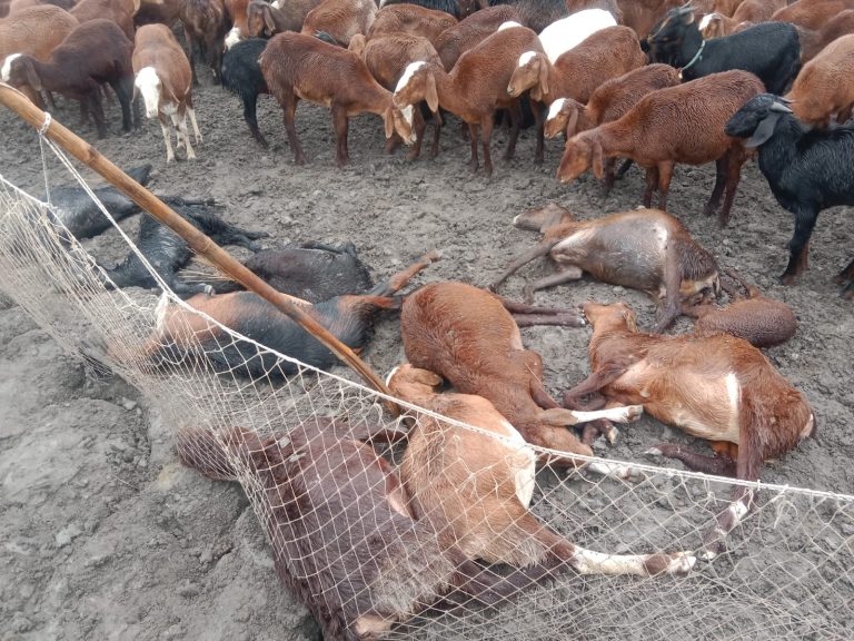 ಗುಡುಗು, ಸಿಡಿಲಿನ ಆರ್ಭಟ ಕುರಿಗಾಹಿ ಮರಣ : 17 ಕುರಿಗಳ ಸಾವು