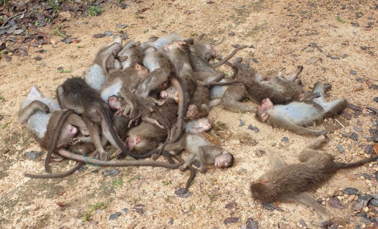 ಹಣ್ಣಿಗೆ ವಿಸ ಹಾಕಿ ೩೦ ಮಂಗಗಳ ಮಾರಣ ಹೋಮ