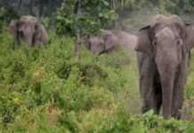 ಚಿಕ್ಕಮಗಳೂರು: ಕಾಡಾನೆ ದಾಳಿಗೆ ಇಬ್ಬರು ಬಲಿ