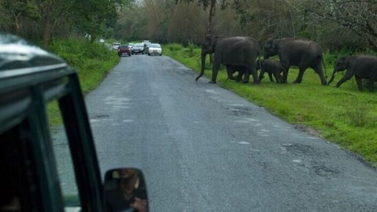 ಬಂಡೀಪುರವು ಕೇವಲ ಒಂದು ರಸ್ತೆ ಅಲ್ಲ…