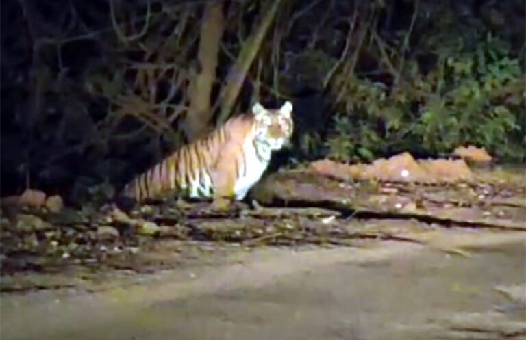 ಕೆಮ್ಮಣ್ಣುಗುಂಡಿ ಸುತ್ತಮುತ್ತ ಹುಲಿ, ಕರಡಿ ಓಡಾಟ