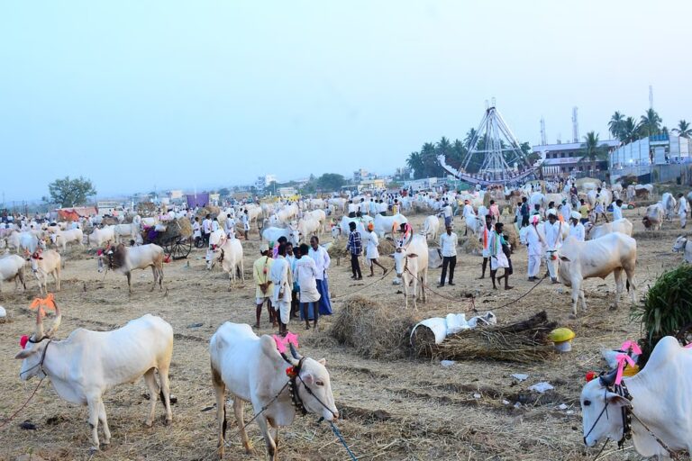 ೨.೫೦ ಲಕ್ಷಕ್ಕೆ ಬೀಜದ ಹೋರಿ ಮಾರಾಟ!