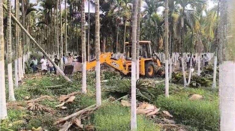 ಕಬ್ಬೂರು ಸರ್ಕಾರಿ ಗೋಮಾಳ-ಕೆರೆ ಒತ್ತುವರಿ: ಸಾವಿರಾರು ಅಡಿಕೆ ಮರಗಳ ತೆರವು