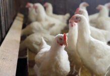 ಹಕ್ಕಿಜ್ವರ: ಹೆಚ್ಚಿನ ಆತಂಕ ಬೇಡ