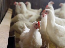 ಹಕ್ಕಿಜ್ವರ: ಹೆಚ್ಚಿನ ಆತಂಕ ಬೇಡ