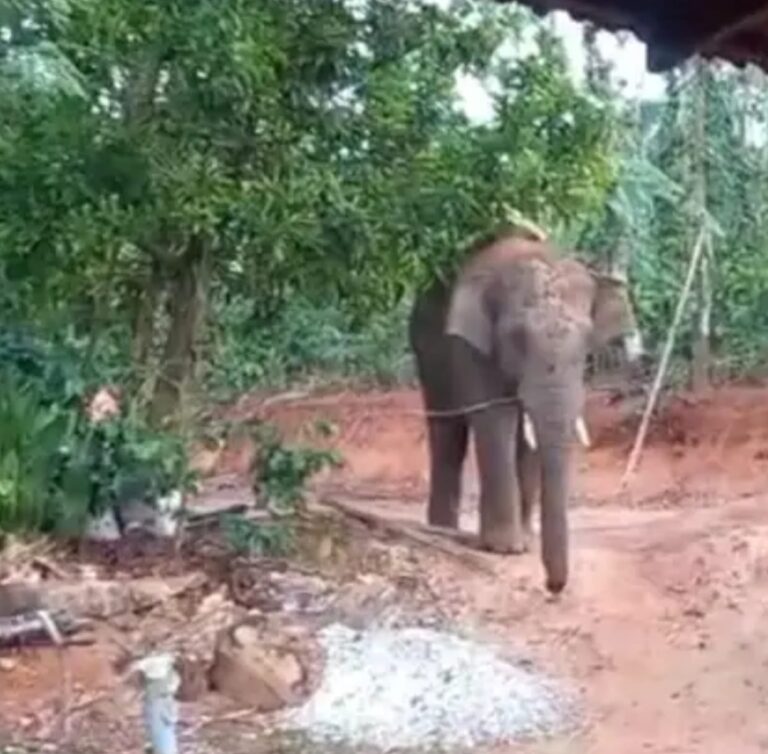 ಮನೆ ಬಾಗಿಲಿಗೆ ಬಂದ ಒಂಟಿ ಸಲಗ