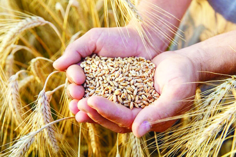 ಗೋಧಿ ಉತ್ಪಾದನೆ ಸಮೀಕ್ಷೆಗೆ ಅಪಸ್ವರ