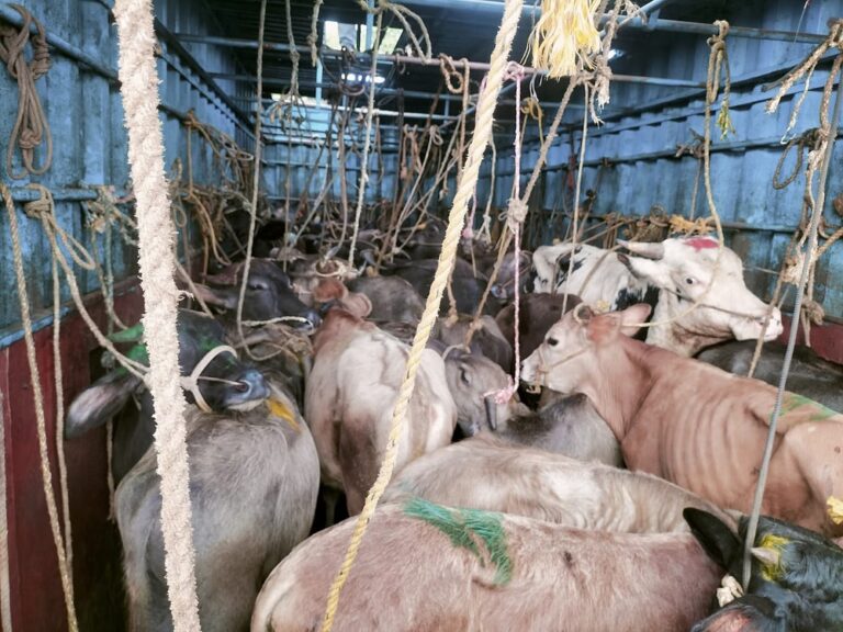 ಕಂಟೇನರ್‌ನಲ್ಲಿ ಸಾಗಿಸುತ್ತಿದ್ದ 14 ಜಾನುವಾರುಗಳ ರಕ್ಷಣೆ