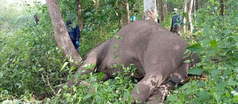 ವಿದ್ಯುತ್ ಸ್ಪರ್ಶದಿಂದ ಆನೆ ಸಾವು