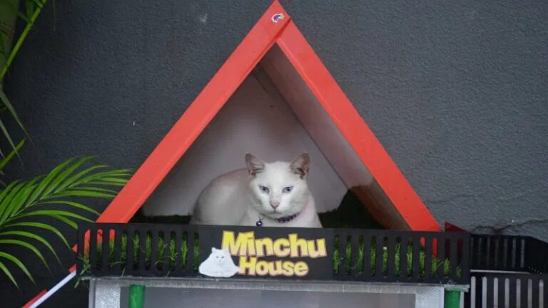 ಬೀಡಾಡಿ ಬೆಕ್ಕಿಗೊಂದು ಮನೆ..: ಸೆಲೆಬ್ರಿಟಿಯಾದ ಬೆಕ್ಕು