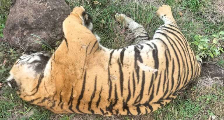 ಚಾಮರಾಜನಗರ: ತಾಯಿ ಸೇರಿ ನಾಲ್ಕು ಹುಲಿಗಳು ಸಾವು