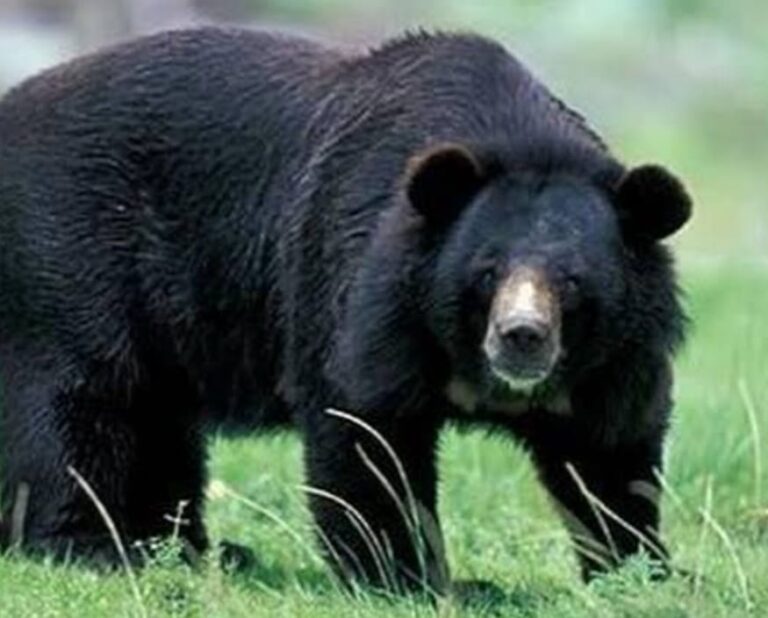 ಕರಡಿ ಹಾವಳಿಗೆ ಬೆಚ್ಚಿಬಿದ್ದ ದಾಂಡೇಲಿ ಸುತ್ತಮುತ್ತಲಿನ ಗ್ರಾಮಸ್ಥರು ಕರಡಿ ಹಾವಳಿಗೆ ಬೆಚ್ಚಿಬಿದ್ದ ದಾಂಡೇಲಿ ಸುತ್ತಮುತ್ತಲಿನ ಗ್ರಾಮಸ್ಥರು