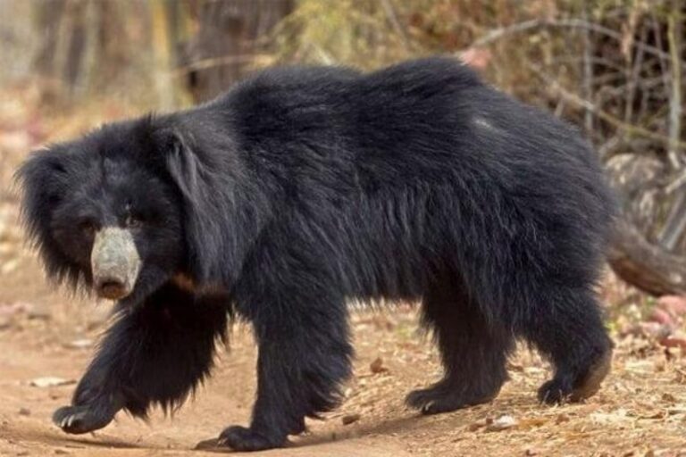 ರೈತನ ಮೇಲೆ ಕರಡಿ ದಾಳಿ: ಗಂಭೀರ ಗಾಯ