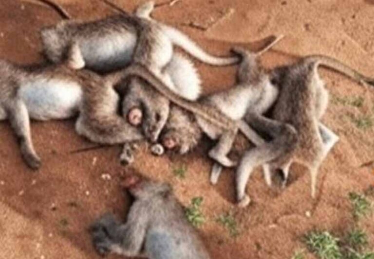 20ಕ್ಕೂ ಹೆಚ್ಚು ಕೋತಿಗಳ ಶವ ಪತ್ತೆ: ವಿಷಪ್ರಾಶನ ಶಂಕೆ