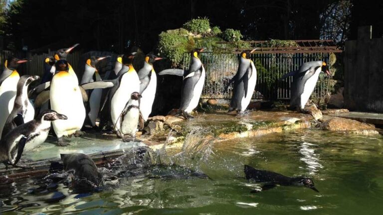 ದಕ್ಷಿಣ ಭಾರತದ ಮೊದಲ ಪೆಂಗ್ವಿನ್ ಪಾರ್ಕ್ ಕರ್ನಾಟಕದಲ್ಲಿ, ಎಲ್ಲಿ?