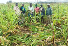 ಹಾವೇರಿ: ಕಾಡುಹಂದಿಗಳ ದಾಳಿಗೆ 50 ಎಕರೆ ಬೆಳೆ ನಾಶ