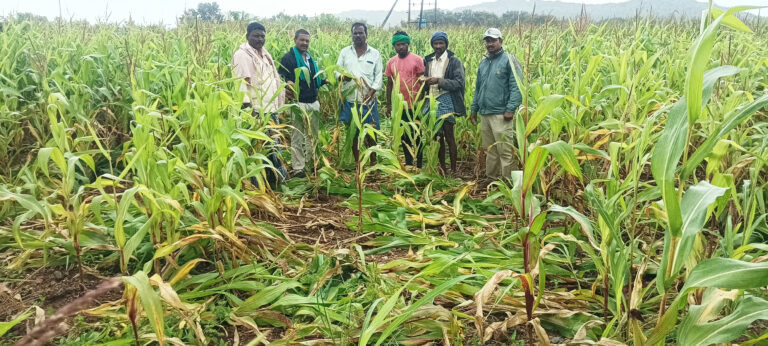 ಹಾವೇರಿ: ಕಾಡುಹಂದಿಗಳ ದಾಳಿಗೆ 50 ಎಕರೆ ಬೆಳೆ ನಾಶ