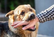 ಹುಚ್ಚು ನಾಯಿ ಕಡಿದು 15 ಜನರಿಗೆ ಗಂಭೀರ ಗಾಯ