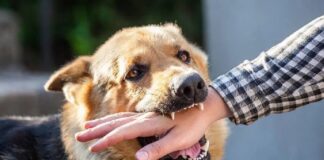 ಹುಚ್ಚು ನಾಯಿ ಕಡಿದು 15 ಜನರಿಗೆ ಗಂಭೀರ ಗಾಯ