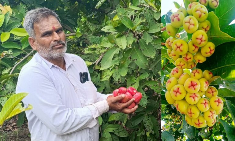 ಬಾಗಲಕೋಟೆ: ಸ್ಯಾಂಪಲ್‌ಗೆ ನೀರುಸೇಬು ಬೆಳೆದ ರೈತನಿಗೆ ಬಂಪರ್ ಲಾಭ