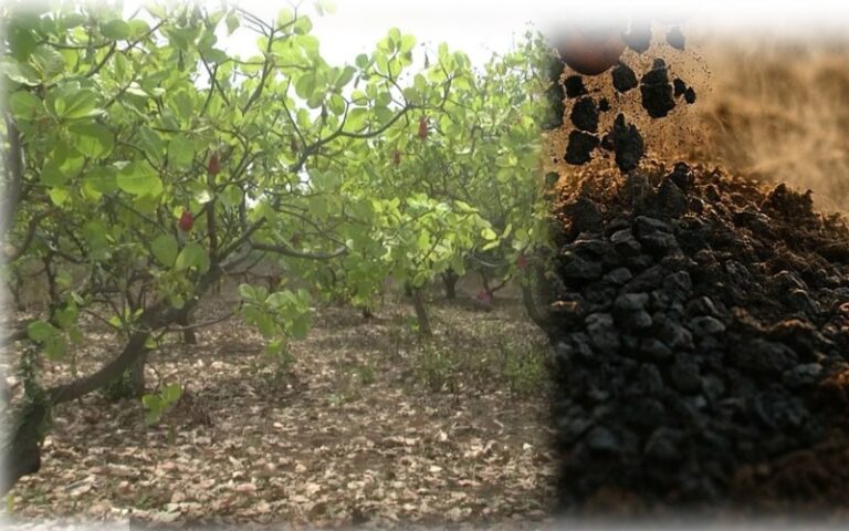 ಕರಾವಳಿ ಕರ್ನಾಟಕದಲ್ಲಿ ದೇಶದ ಮೊದಲ ಬಯೋಚಾರ್ ಘಟಕ, ವಿಶೇಷತೆಗಳು