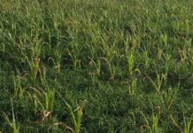 ಕಲಬುರಗಿ: ಮಳೆಯಿಂದ ಬೆಳೆ ನಷ್ಟ, ಬಾವಿಯಲ್ಲೇ ರೈತ ನೇಣಿಗೆ ಶರಣು