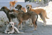 ಬೀದಿ ನಾಯಿ ಪ್ರಕರಣ: ಸುಪ್ರೀಂಕೋರ್ಟ್ ಹೊಸ ಆದೇಶ
