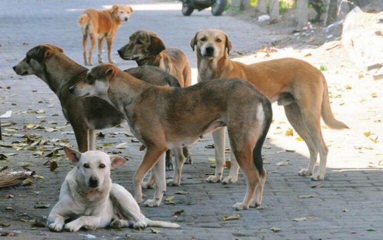 ಬೀದಿ ನಾಯಿ ಪ್ರಕರಣ: ಸುಪ್ರೀಂಕೋರ್ಟ್‌ ಹೊಸ ಆದೇಶ