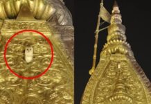 ವಿಶ್ವನಾಥ ದೇವಾಲಯದ ಶಿಖರದ ಮೇಲೆ ಬಿಳಿ ಗೂಬೆ