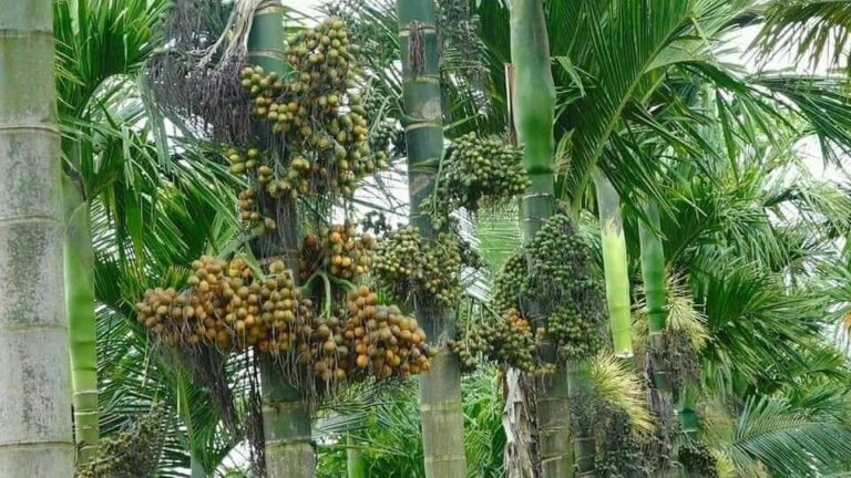 ಅಡಿಕೆ ಬೆಳೆಗಾರರಿಗೆ 18%, 40% ಜಿಎಸ್ಟಿ ಹೊಡೆತ