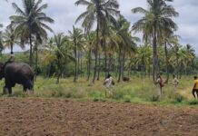 ಚಾಮರಾಜನಗರ: 2ನೇ ದಿನವೂ ಪತ್ತೆಯಾಗದ ಹುಲಿ ಸುಳಿವು