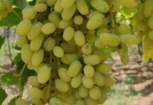 ಚಿಕ್ಕಬಳ್ಳಾಪುರ: ದ್ರಾಕ್ಷಿ ಬೆಳೆಗೆ ಥ್ರಿಪ್ಸ್ ರೋಗದ ಕಾಟ, ರೈತರ ಪರದಾಟ