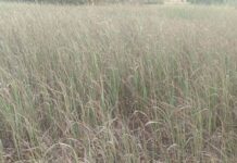 ಮೈಸೂರು: ಬರದ ಛಾಯೆ, ಬೆಳೆ ಒಣಗುವ ಭೀತಿ