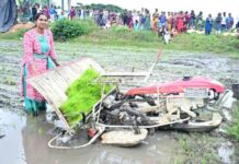 ಮಂಡ್ಯ: ಯಂತ್ರದ ಮೂಲಕ ಭತ್ತ ನಾಟಿ ಮಾಡಿದ ಜಿಲ್ಲಾ ಪಂಚಾಯಿತಿ ಸಿಇಓ