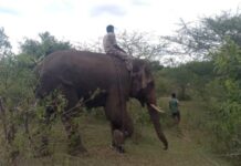 ಗುಂಡ್ಲುಪೇಟೆ: ಸೋಮನಪುರದಲ್ಲಿ ಇನ್ನೂ ಸಿಗದ ಹುಲಿ