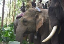 ಚಾಮರಾಜನಗರ: ವ್ಯಾಘ್ರನ ಪತ್ತೆಗೆ ಕೂಂಬಿಂಗ್ ಆರಂಭ, ರೈತರ ವಿರುದ್ಧ ದೂರು ದಾಖಲು