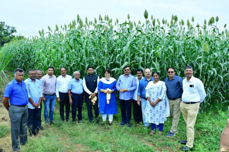 ಬಾಗಲಕೋಟೆ: ಸಿಹಿಜೋಳದ ಬೆಳೆಯಿಂದ ಎಥೆನಾಲ್ ಉತ್ಪಾದನೆ!