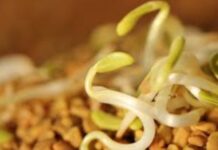 ಧಾರವಾಡ ಕೃಷಿ ವಿವಿಯ ಲ್ಯಾಬ್ ಸೇರಿದ ಅಂತರಿಕ್ಷದ ಮೆಂತ್ಯ