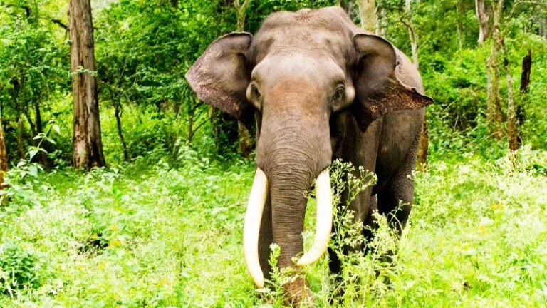 ದಾಂಡೇಲಿ: ಒಂಟಿ ಸಲಗದ ಹಾವಳಿ, ಬೆಳೆ ನಾಶ, ರೈತರ ಆತಂಕ ದಾಂಡೇಲಿ: ಒಂಟಿ ಸಲಗದ ಹಾವಳಿ, ಬೆಳೆ ನಾಶ, ರೈತರ ಆತಂಕ