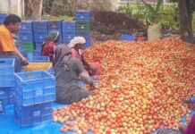 ದೇವನಹಳ್ಳಿ: ಟೊಮ್ಯಾಟೋ ಬೆಲೆ ಕುಸಿತ, ರೈತರು ಕಂಗಾಲು