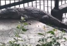 ದಾಂಡೇಲಿ: ಜನ ವಸತಿ ಪ್ರದೇಶದತ್ತ ಸಂಚರಿಸುತ್ತಿರುವ ಮೊಸಳೆಗಳು