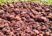 ಅಡಿಕೆ ಬೆಳೆಗಾರರಿಗೆ ಸಿಹಿ-ಕಹಿ: ಕ್ವಿಂಟಾಲ್ ಅಡಿಕೆ ಧಾರಣೆ ಎಷ್ಟಿದೆ ಗೊತ್ತಾ?