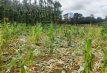 ಹಾಸನ: ಕಾಡಾನೆ ಸಮಸ್ಯೆ ಶಾಶ್ವತ ಪರಿಹಾರಕ್ಕೆ ಒತ್ತಾಯ