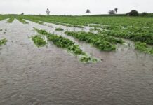 ಸಂಪಾದಕೀಯ: ಬೆಳೆ ಹಾನಿ ಸಂತ್ರಸ್ತರಿಗೆ ಶೀಘ್ರ ಪರಿಹಾರ ಒದಗಿಸಿ