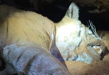 ಚಾಮರಾಜನಗರ: ಹುಲಿ ಹತ್ಯೆ ಪ್ರಕರಣ, ನಾಲ್ವರ ಬಂಧನ