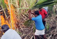 ಶಾರ್ಟ್ ಸರ್ಕ್ಯೊಟ್ನಿಂದ ಕಬ್ಬಿಗೆ ಬೆಂಕಿ: ಬೆಂಕಿ ನಂದಿಸಲು ಯುವ ರೈತರ ಹರಸಾಹಸ