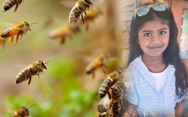 ಮಂಗಳೂರು: ಹೆಜ್ಜೇನು ದಾಳಿಗೆ ಬಾಲಕಿ ಬಲಿ